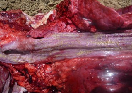 Image of intestines on post-mortem