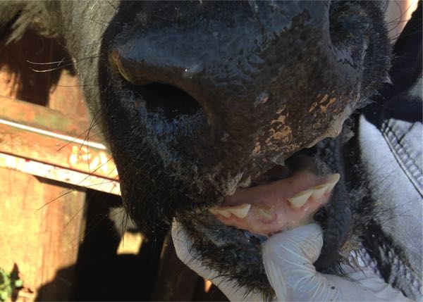 Image of eruption of adult incisors cattle