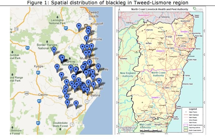 map of Tweed-Lismore area showing blackleg distribution
