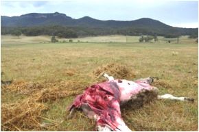 Image of bovine carcass in paddock