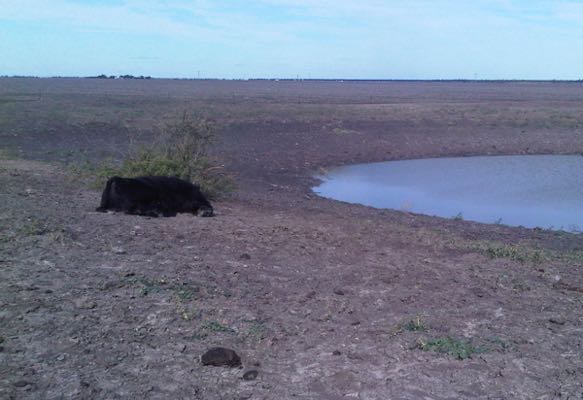 Image of dam and dead bovine