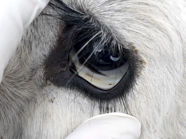 Image of bovine eye showing pale conjuctiva
