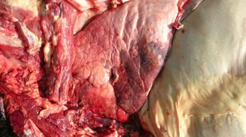 Image of bovine lung on <em>post-mortem</em>