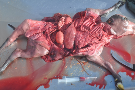 Image of <em>post-mortem</em> of bovine foetus