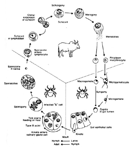 Diagrammatic lifecycle of Theileria