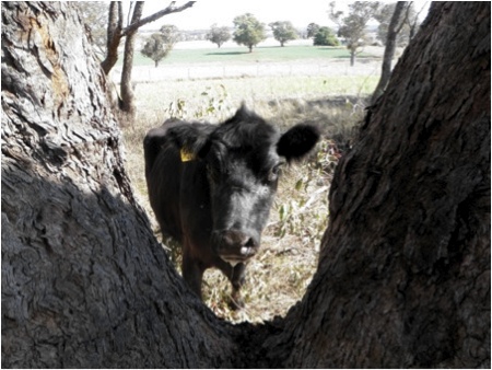 Image of black cow through tree trunk