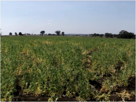 Image of crop of field peas