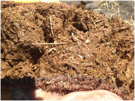 Image of dry bovine rumenal contents