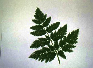Image of hemlock leaf