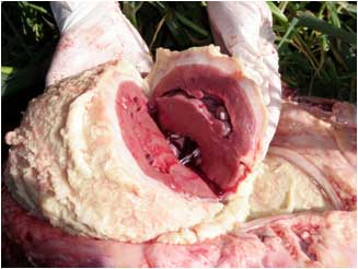 Image of bovine heart abnormality