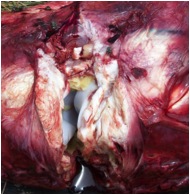 Image of bovine hock joint post-mortem