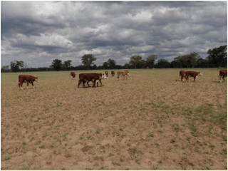 Image of cattle in paddock