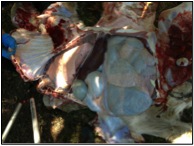 Image of bovine post-mortem showing viscera