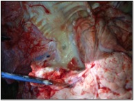 Image of bovine lung post-mortem