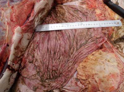 Image of bovine post-mortem showing lining of abomasum