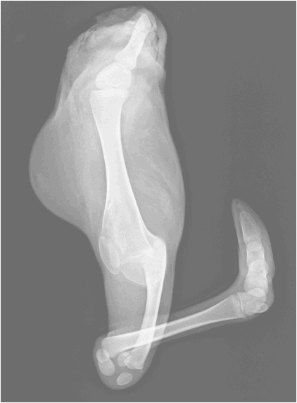 Radiographic image of malformed bovine limb