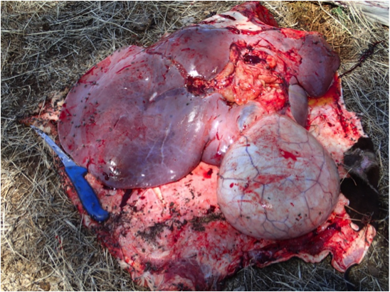 Image of bovine liver and gall bladder removed