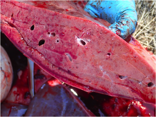 Image of cut surface of bovine liver