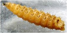 Image of hairy maggot fly