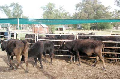 Image of yarded cattle