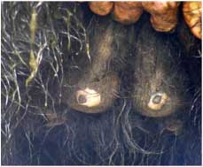 Image of disfigured bovine teats