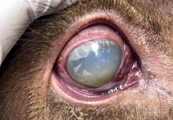 Image of bovine corneal opacity