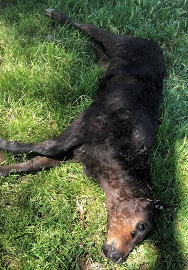 Image of a dead calf with sunken eyes