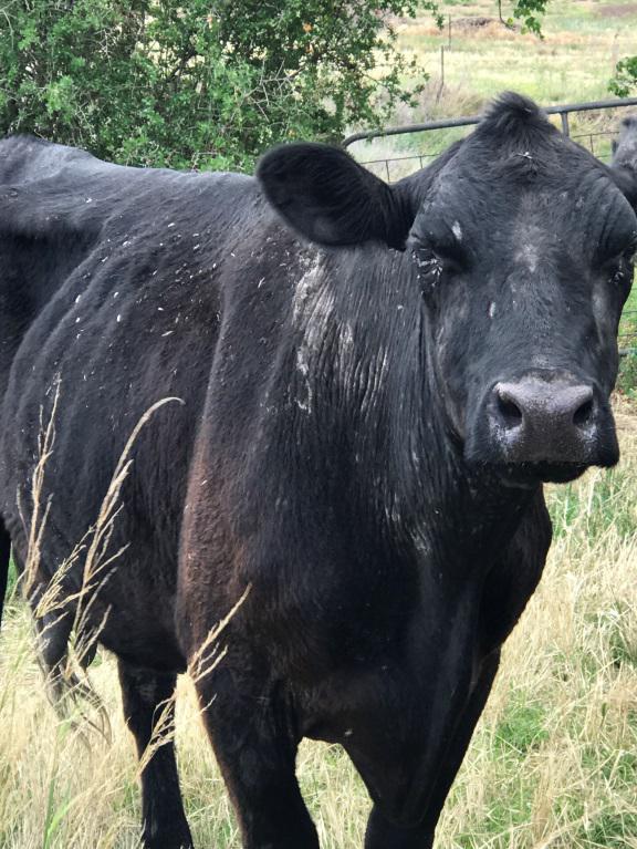 Image of black angus cow with parital alopecia