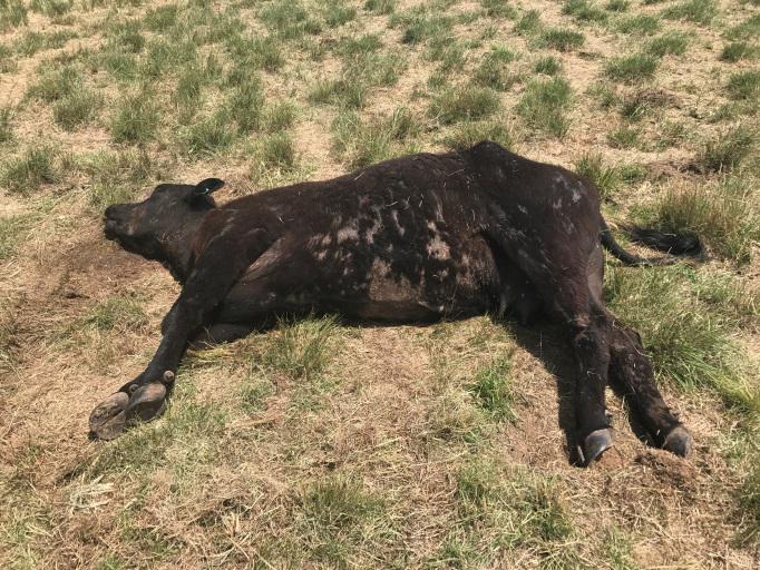 Image of dead black cow with severe dermatitis