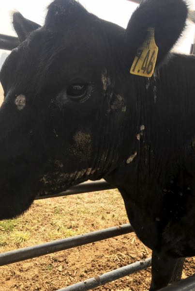 Image of black cow with skin condition on head and neck