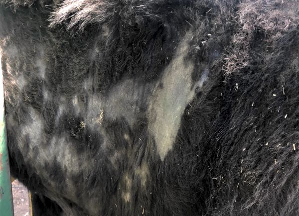 Image of bovine alopecia in neck region