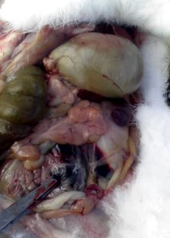 Image of rabbit abdominal cavity on <em>post-mortem</em>