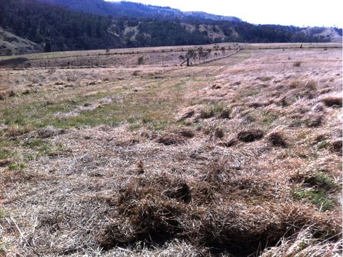 Image of grass paddock