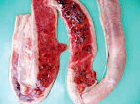 Image of chicken intestine, mucosal surface