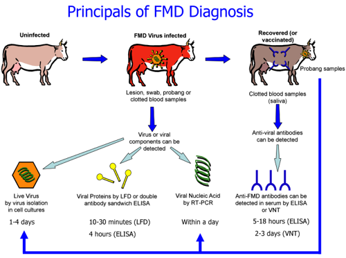 Flow diagram of FMD diagnosis