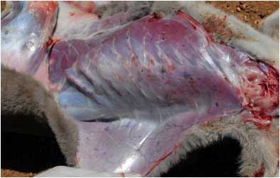 Image of kangaroo thorax <em>post-mortem</em>
