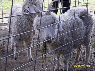 Image of goats in pen