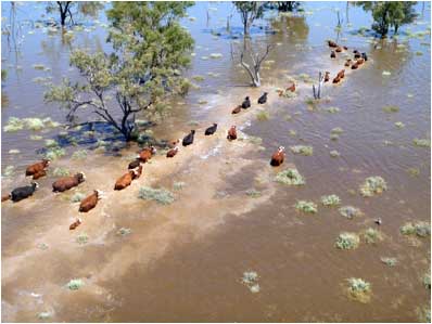 Image of cattle surrounded by floodwaters