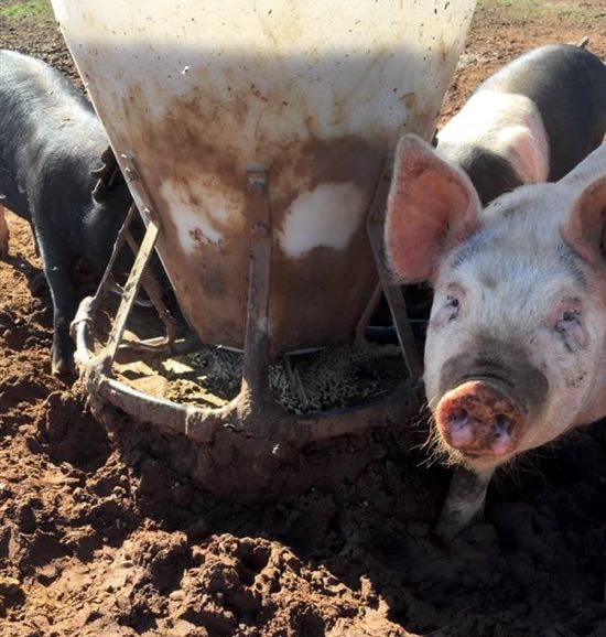 Image of pigs with self-feeder