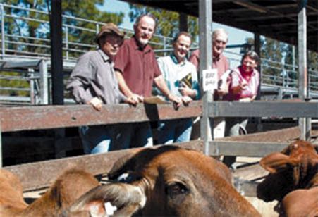 Image of people at cattle sale