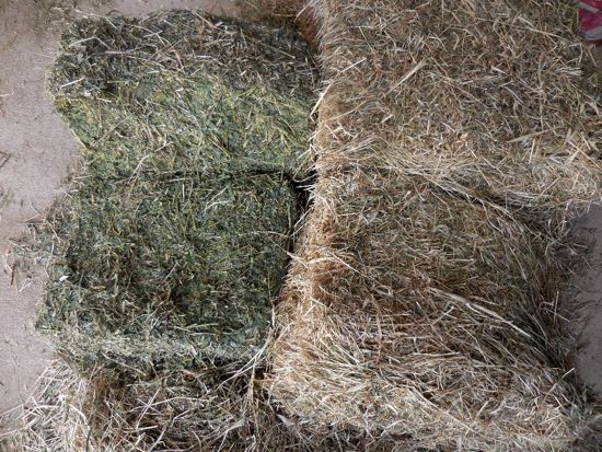 Image of horse feed lucerne hay and rye hay