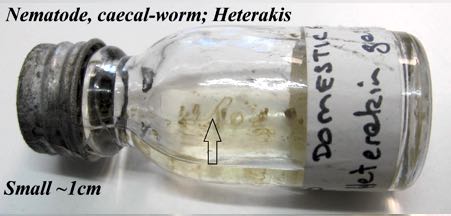 Image of vial of poultry nematode heterakis