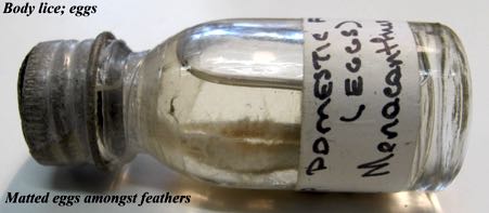 Image of vial of poultry body lice eggs