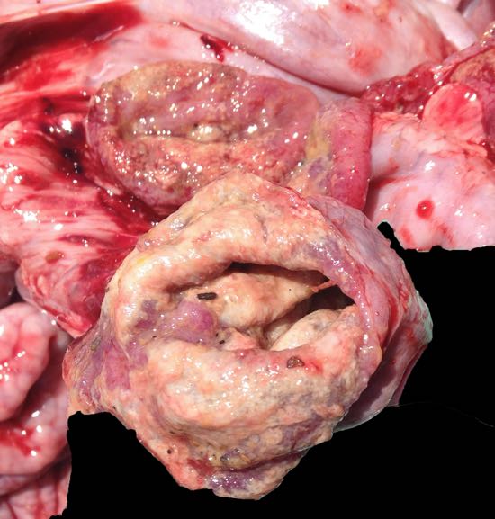 Image of diptheritic membrane large intestine pig