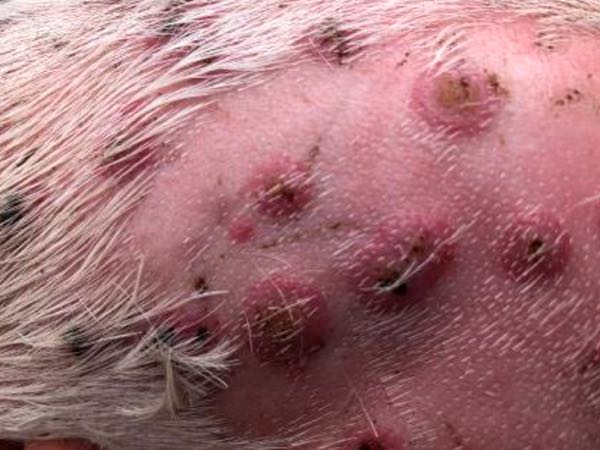 Image of piglet skin showing round crusty lesions