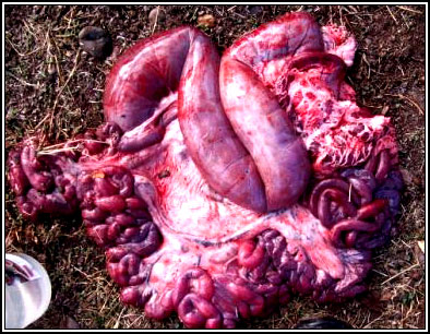 Image of sheep intestines <em>post-mortem</em>