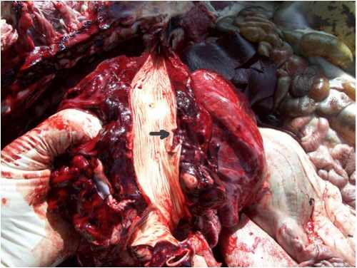 Image of sheep aorta showing rupture point on <em>post-mortem</em>