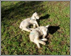 Image of two lambs in recumbency