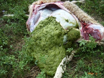 Image of sheep rumenal content on <em>post-mortem</em>