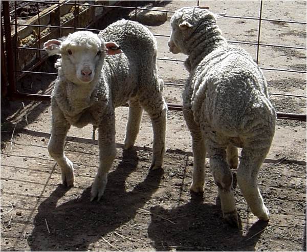 Image of lambs with malformed limbs